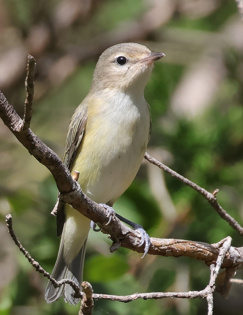 Warbling Vireo - ML642078329