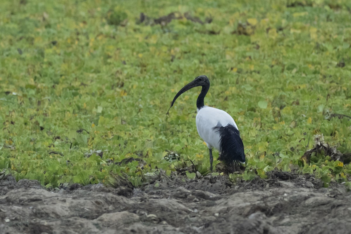 African Sacred Ibis - ML642078331