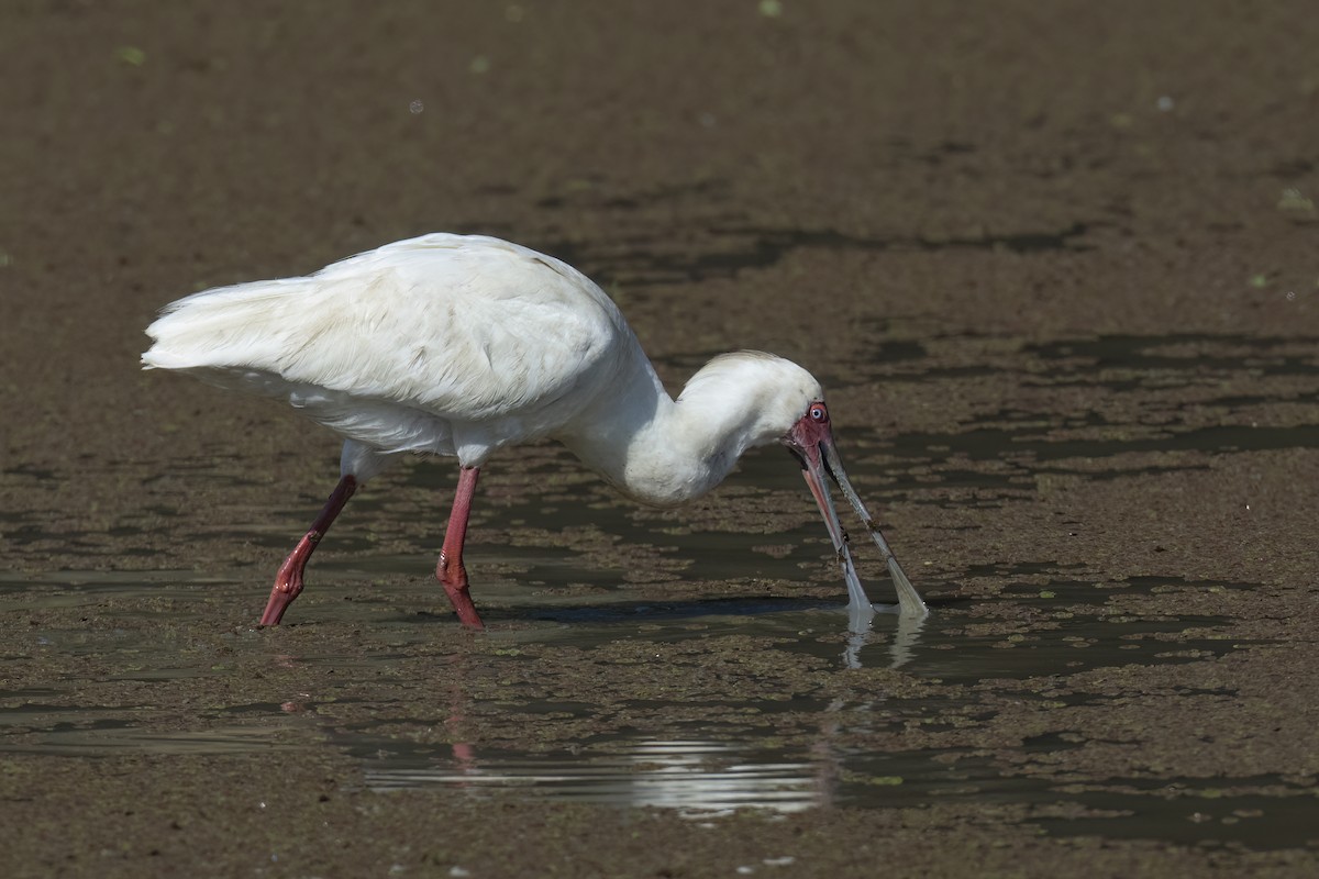 African Spoonbill - ML642078336