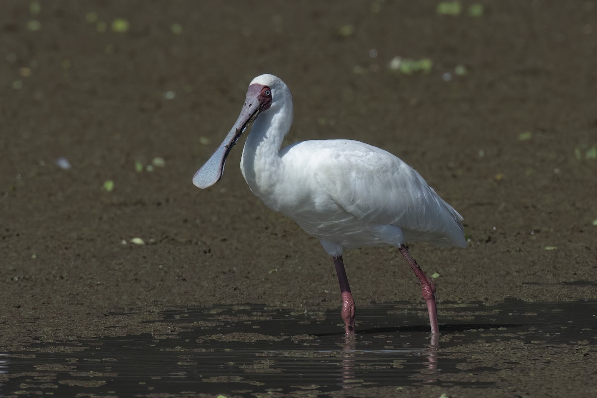 African Spoonbill - ML642078344