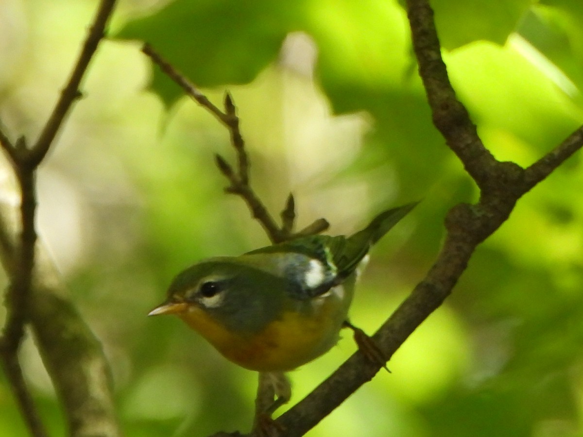 Parula Norteña - ML642078353