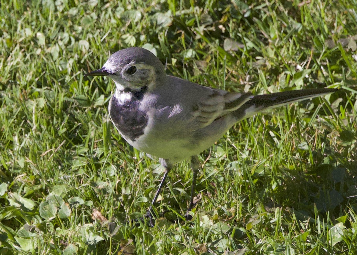 White Wagtail - ML642078365