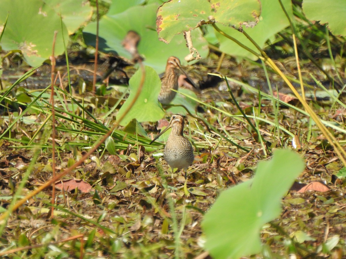 Wilson's Snipe - ML642078369