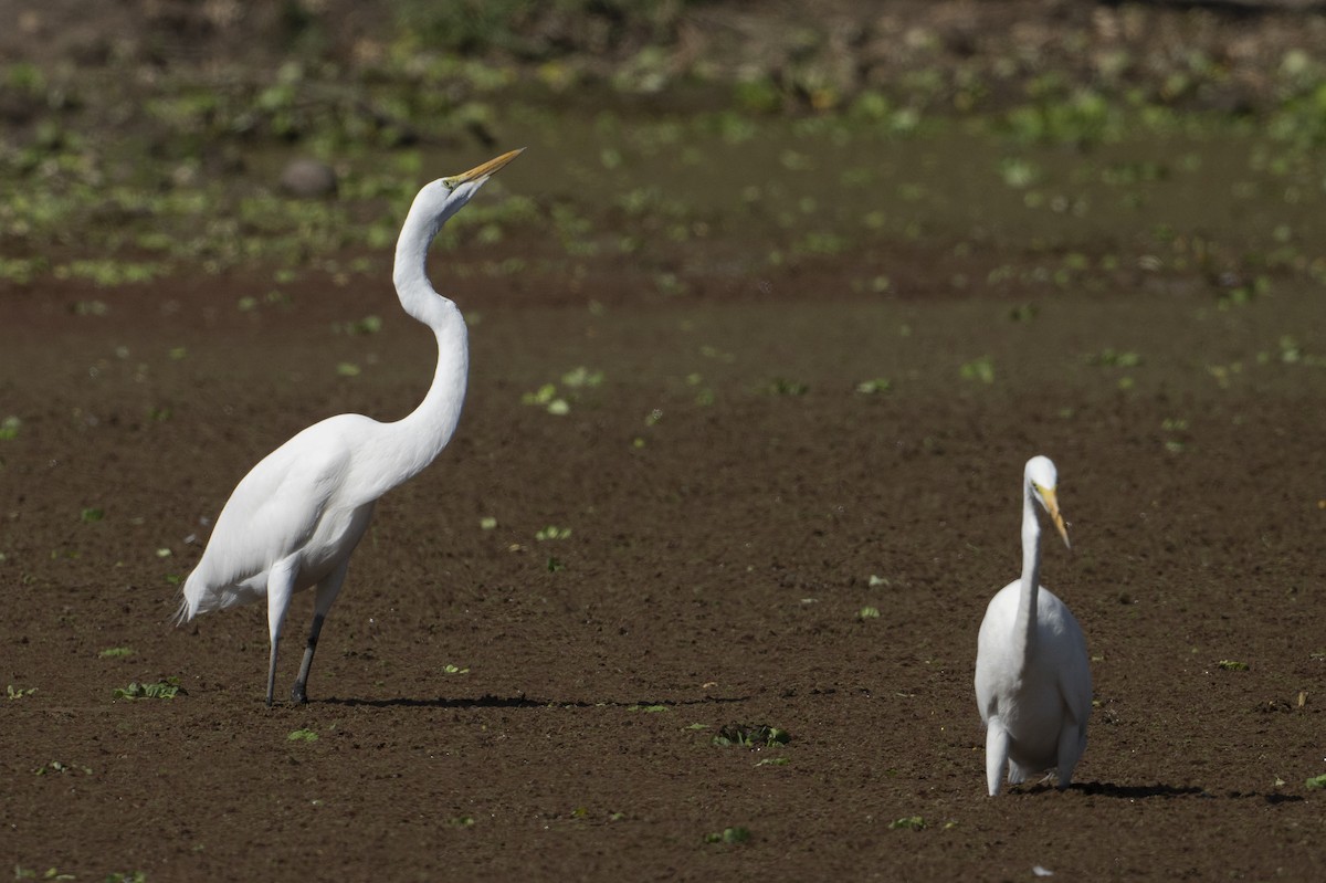 Great Egret - ML642078372
