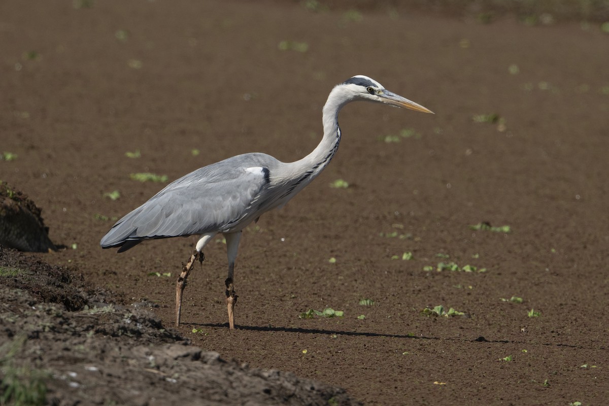 Gray Heron - ML642078382