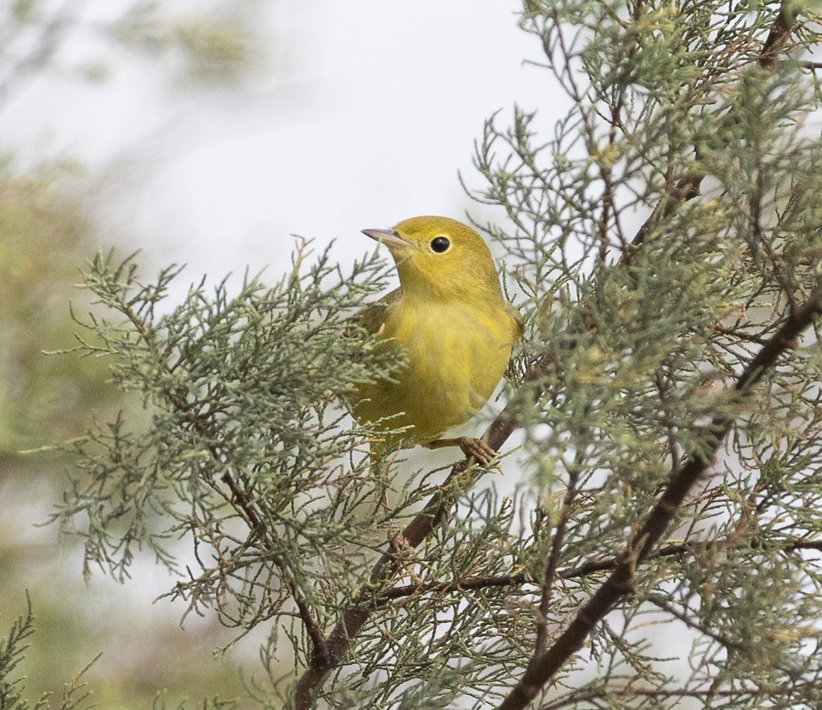 Yellow Warbler - ML642078391