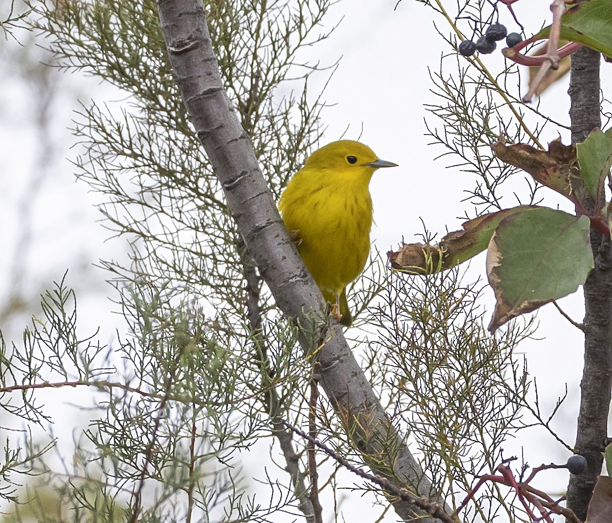 Yellow Warbler - ML642078392