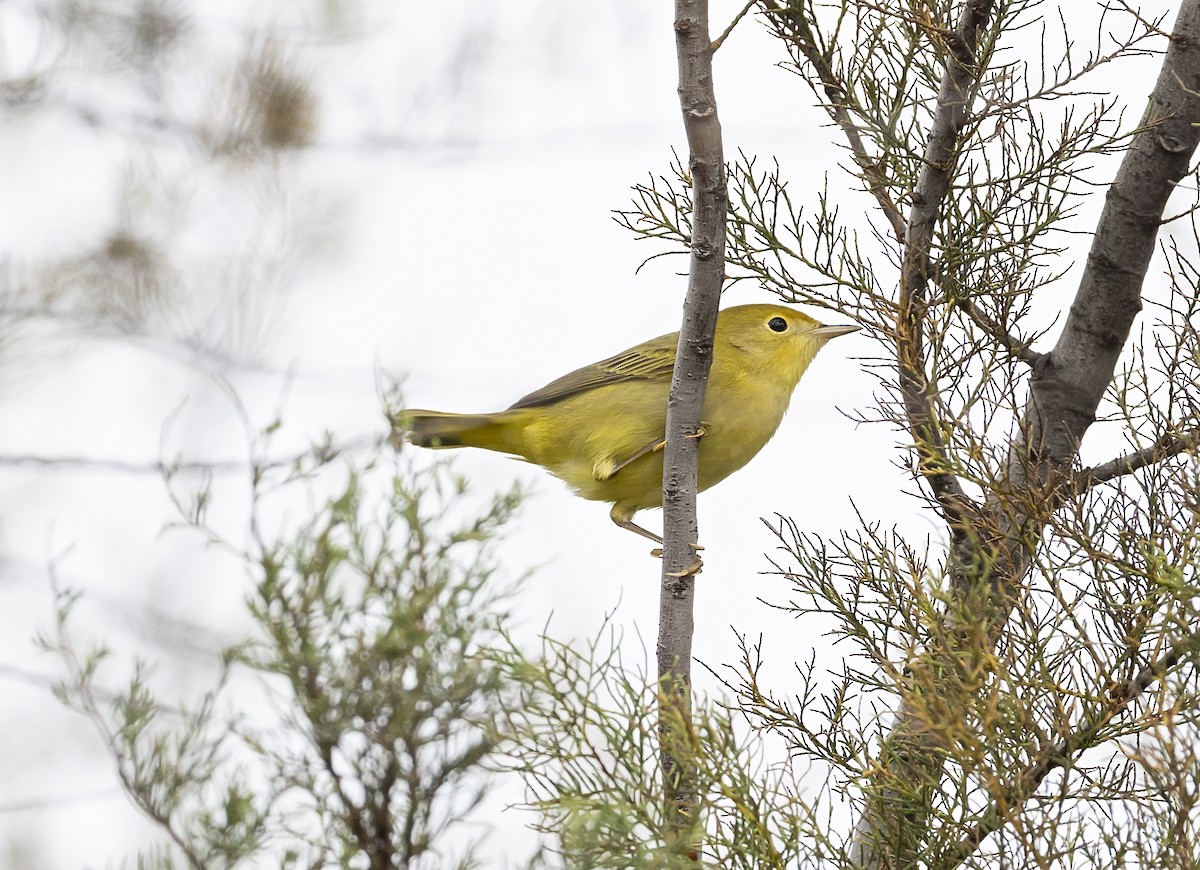 Yellow Warbler - ML642078393