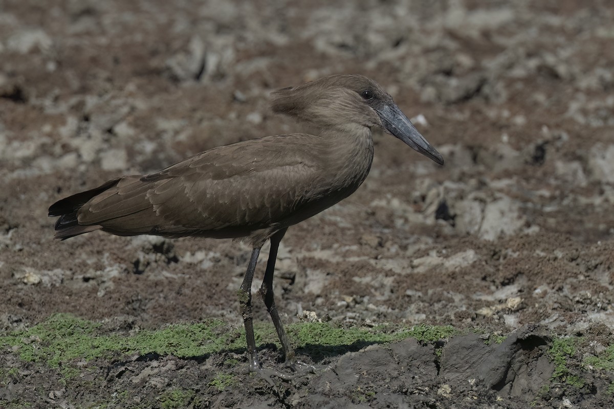 Hamerkop - ML642078404