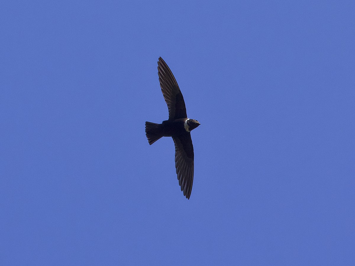 White-collared Swift - ML642078411