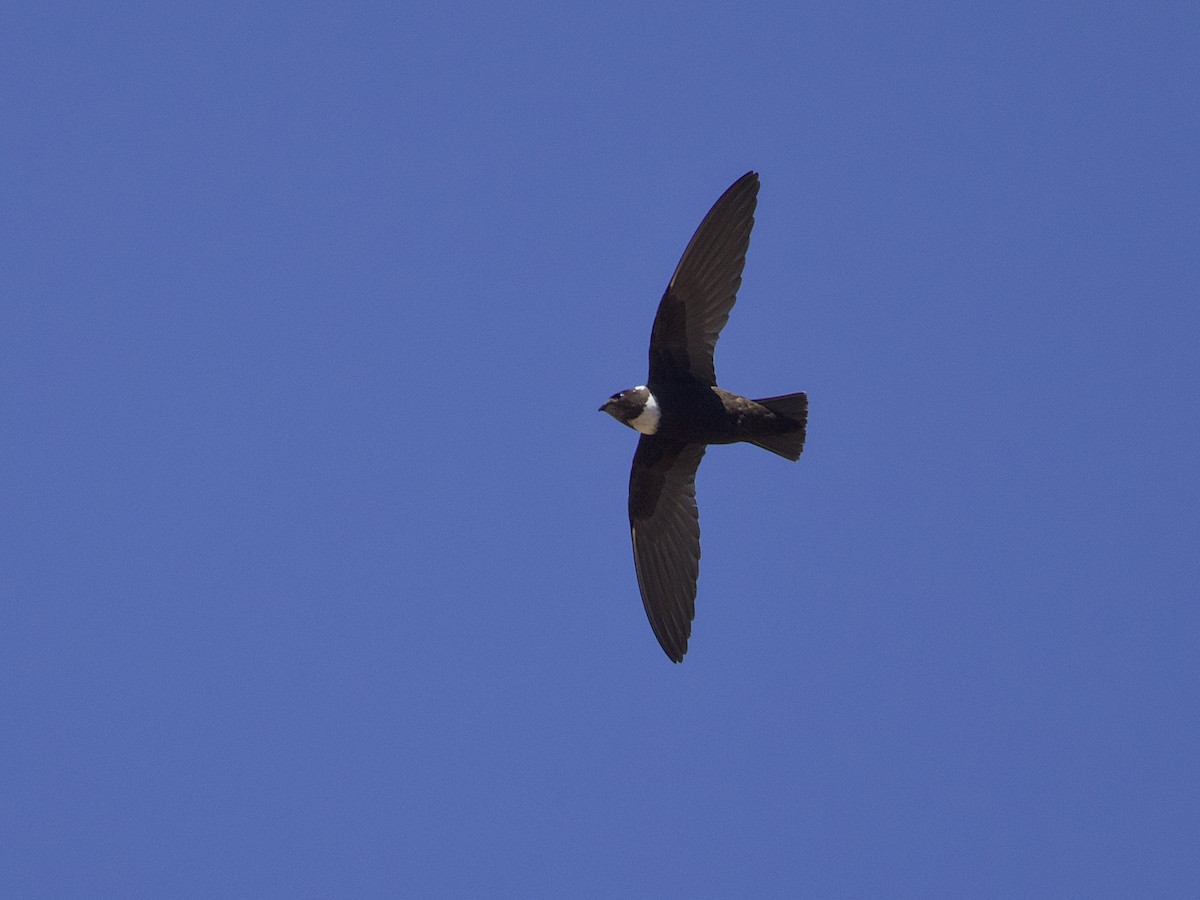 Biscutate Swift - ML642078416