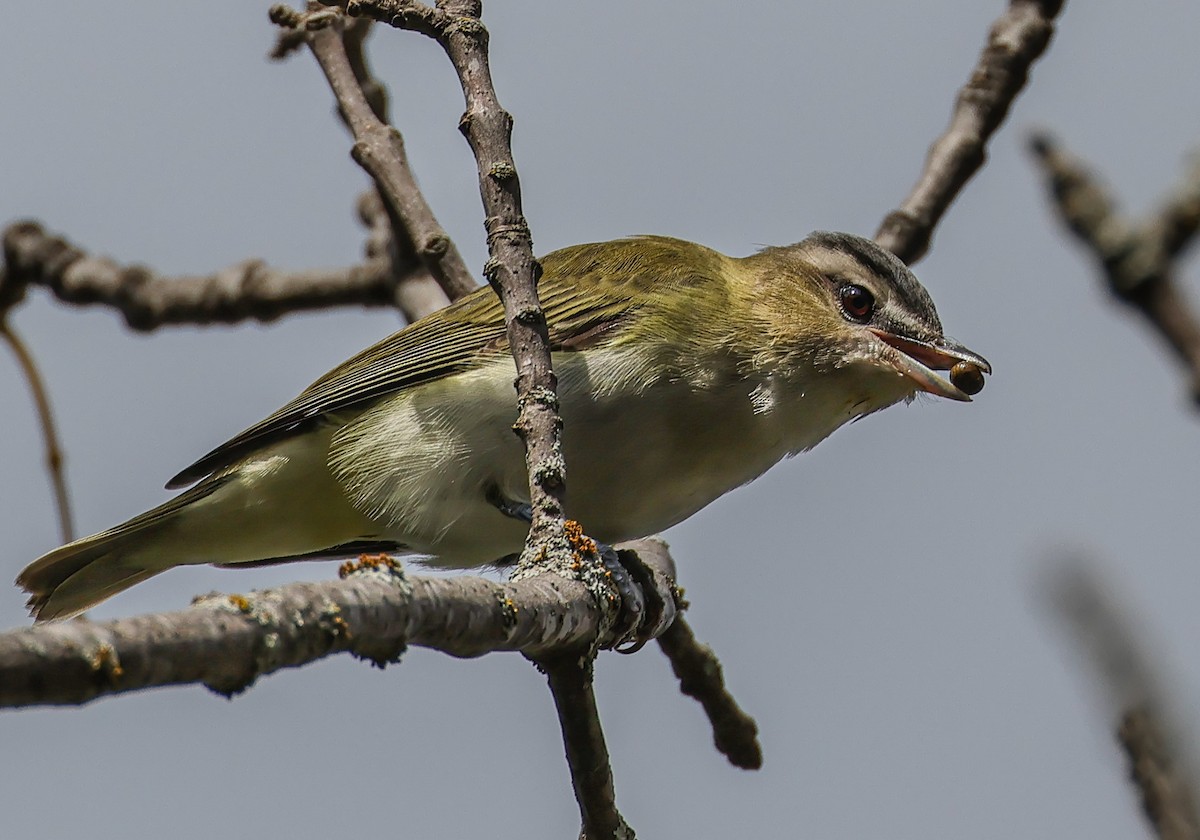 Red-eyed Vireo - ML642078419
