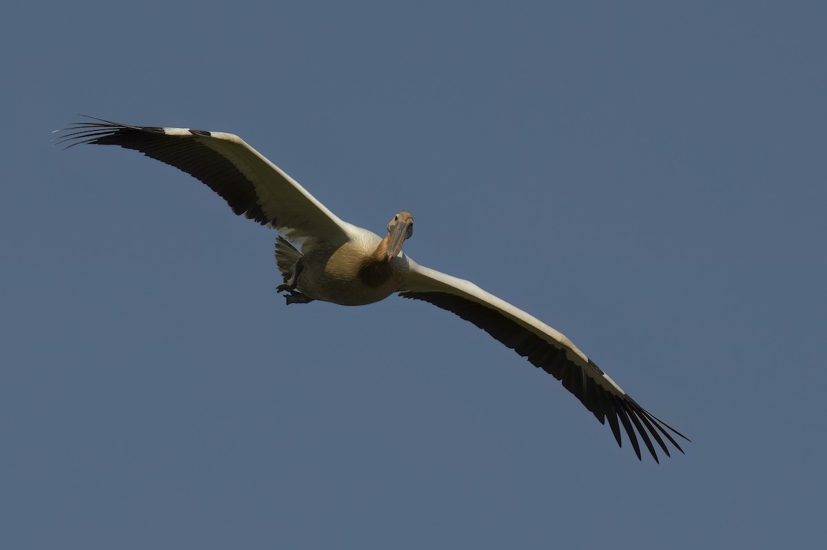 Great White Pelican - ML642078433