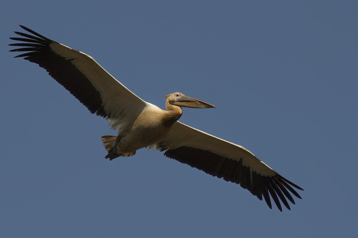 Great White Pelican - ML642078437