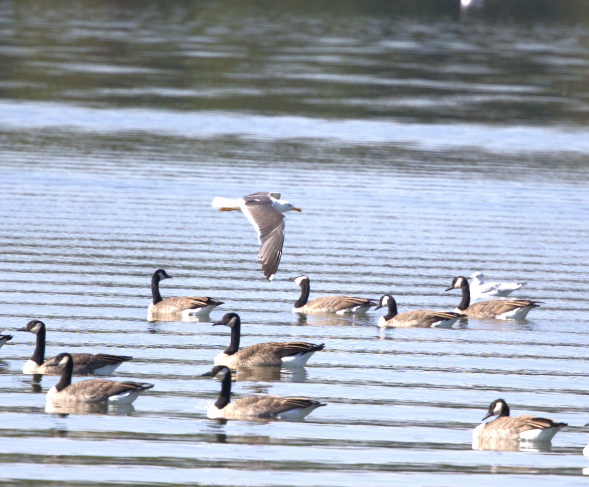Lesser Black-backed Gull - ML642078439