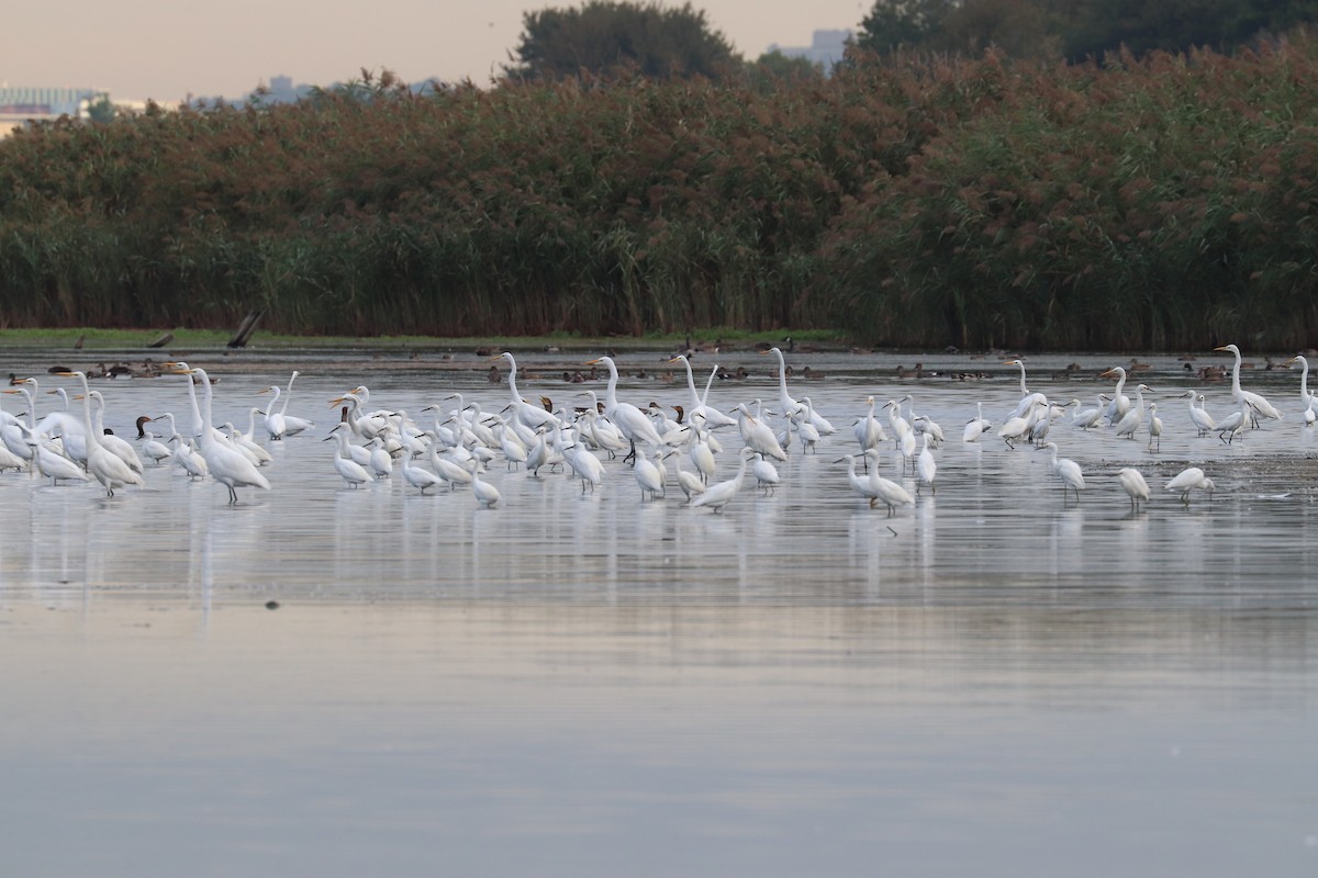 Snowy Egret - ML642078440