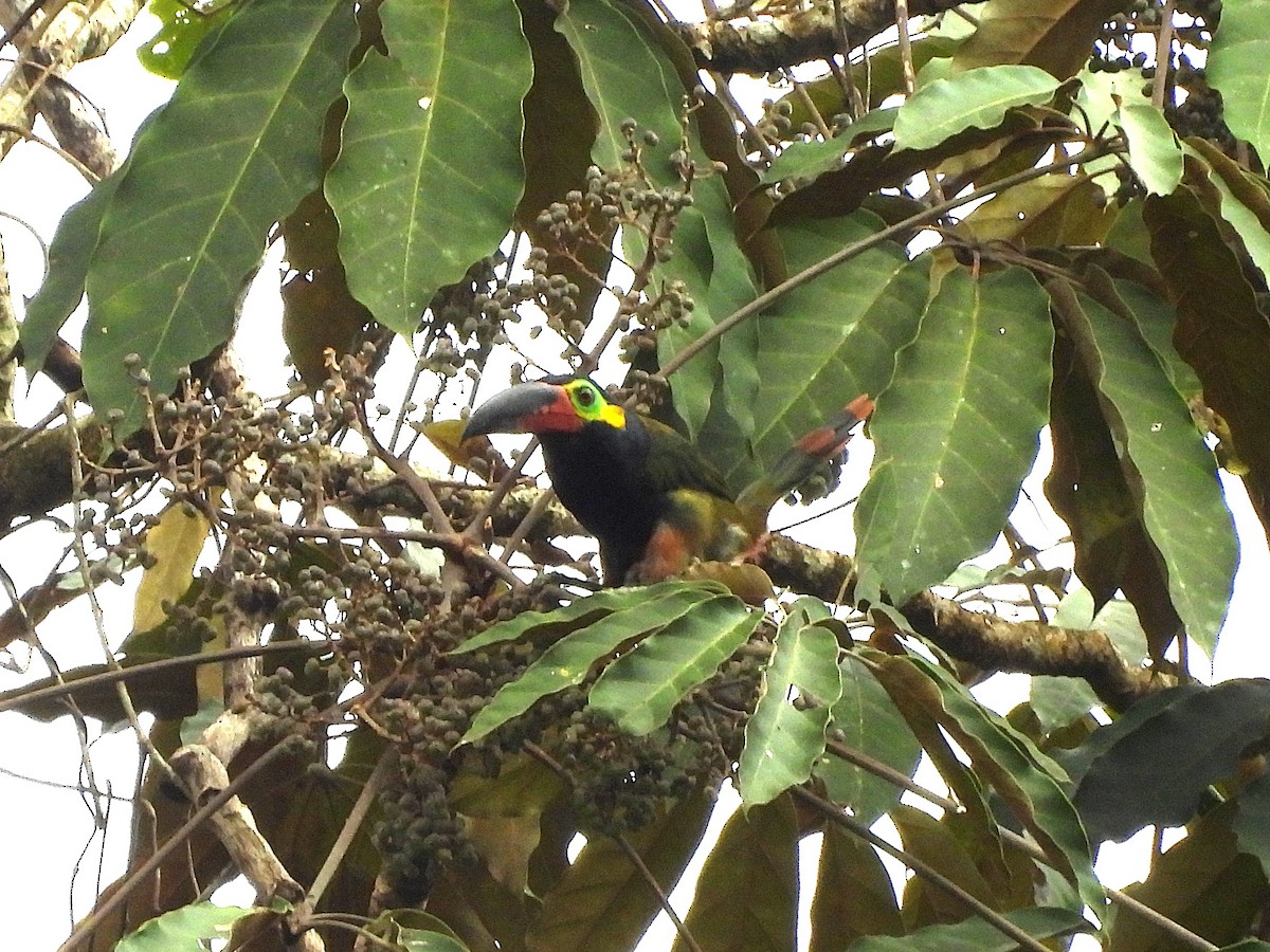 Guianan Toucanet - ML642078441