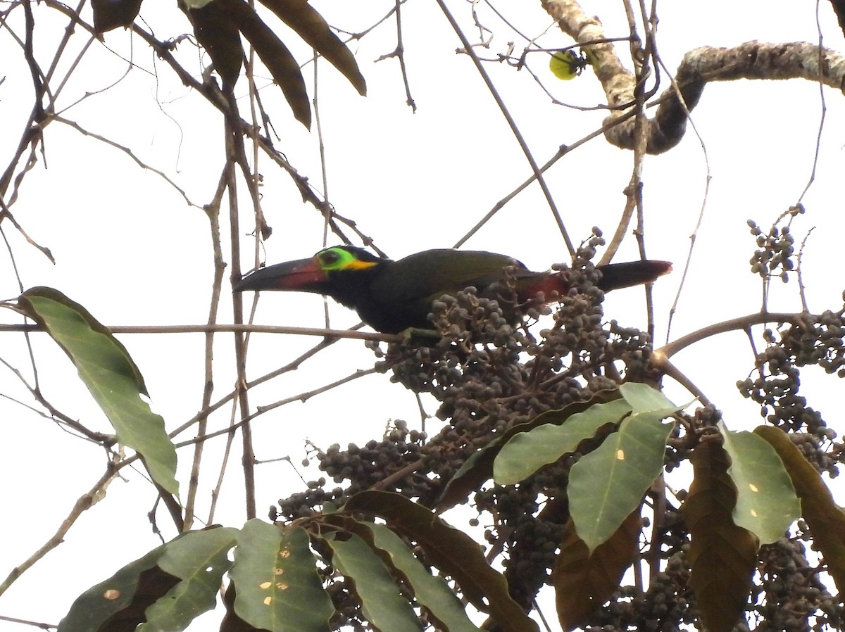 Guianan Toucanet - ML642078442