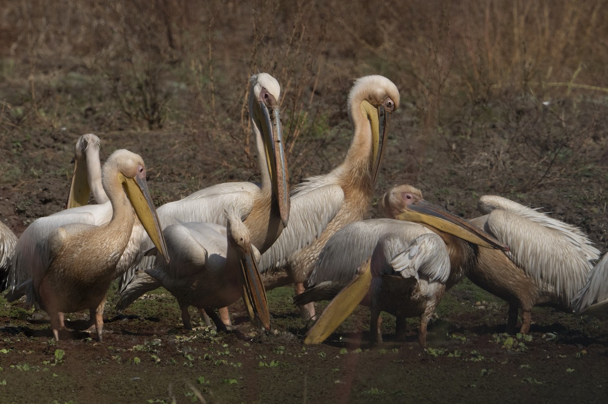 Great White Pelican - ML642078444