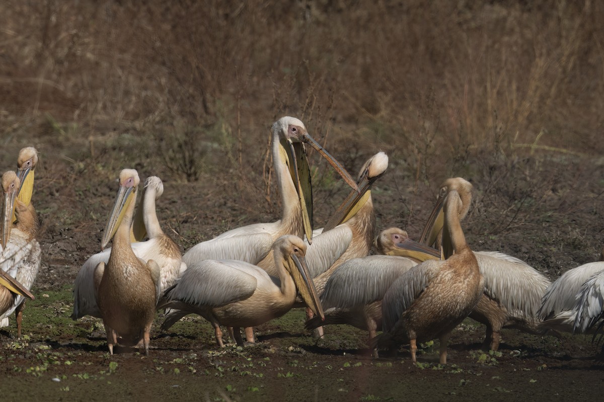 Great White Pelican - ML642078445