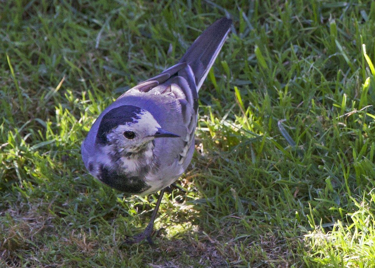 White Wagtail - ML642078446