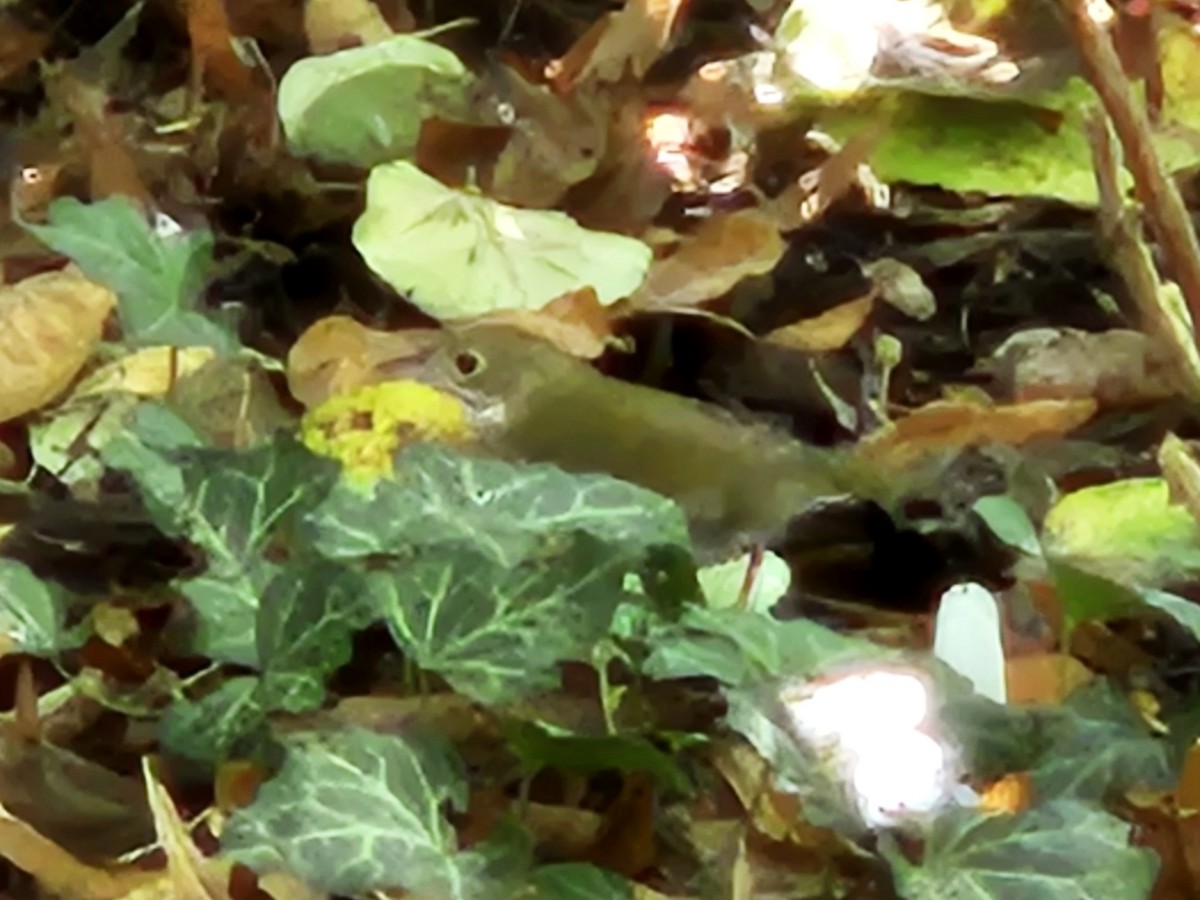 Ovenbird - ML642078448
