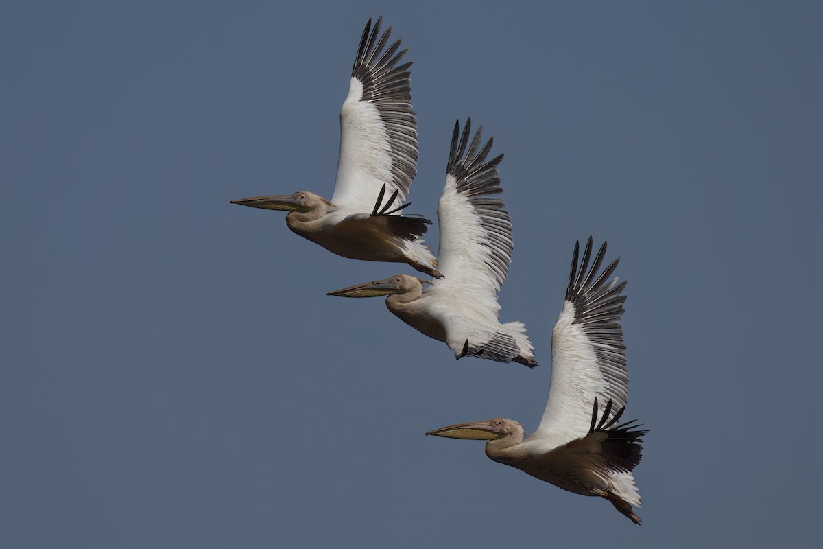 Great White Pelican - ML642078450