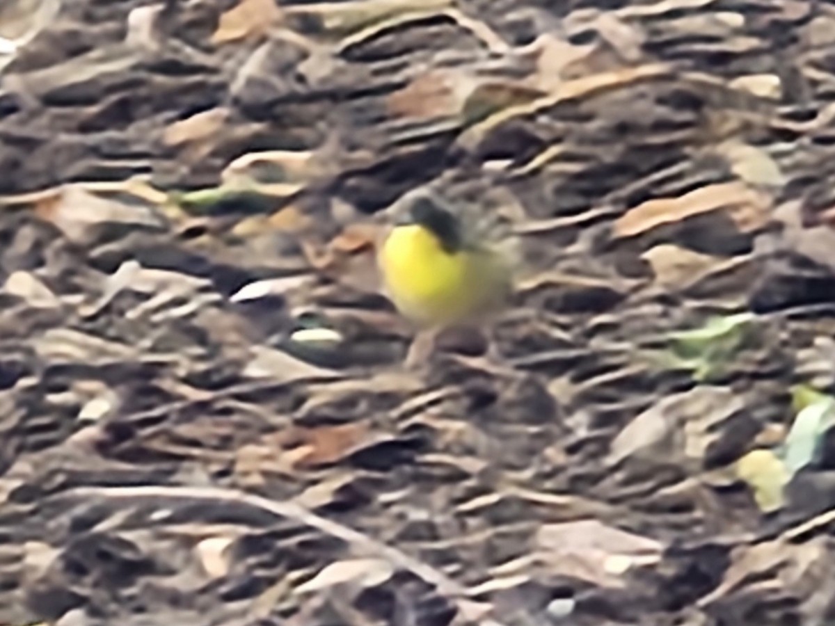 Common Yellowthroat - ML642078456
