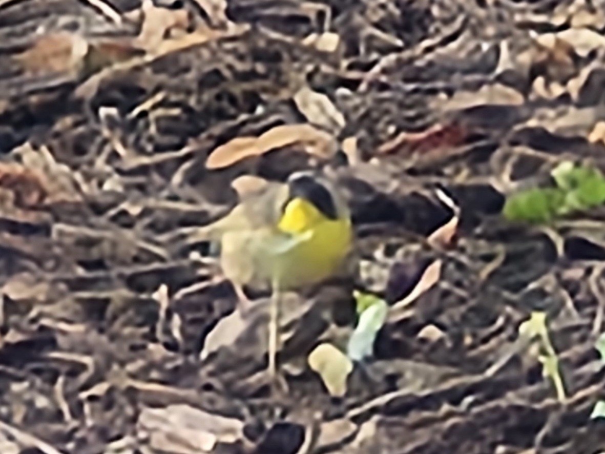 Common Yellowthroat - ML642078457