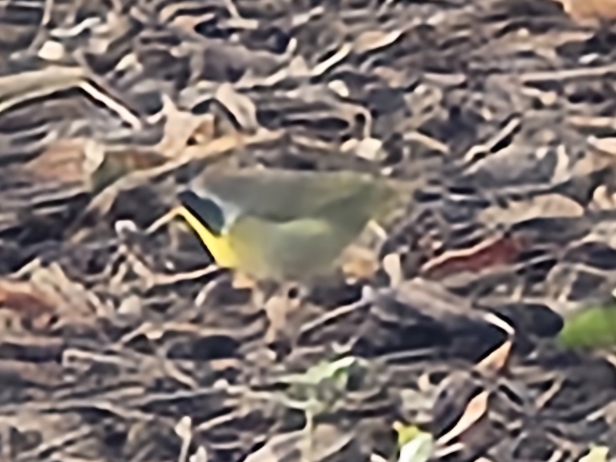 Common Yellowthroat - ML642078458