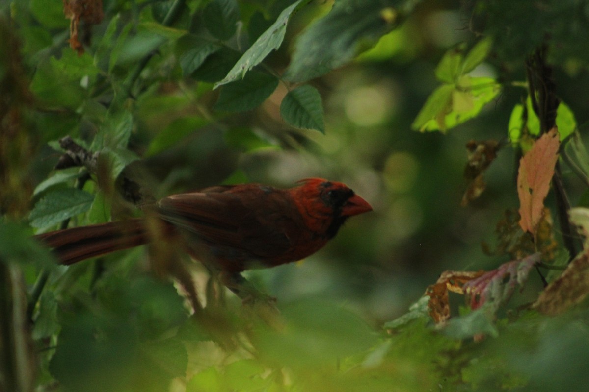 Northern Cardinal - ML642078459