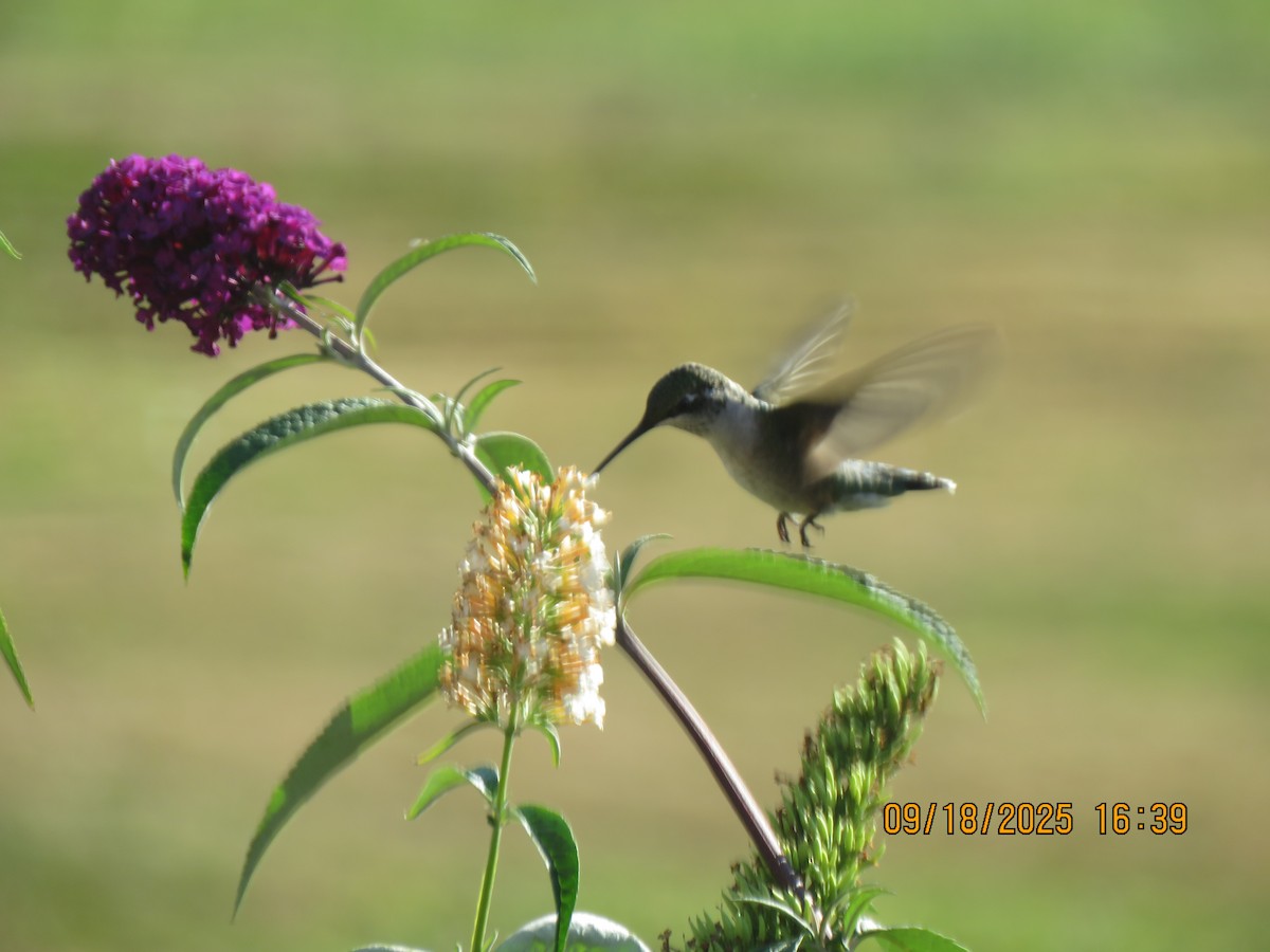 Colibrí Gorjirrubí - ML642078460