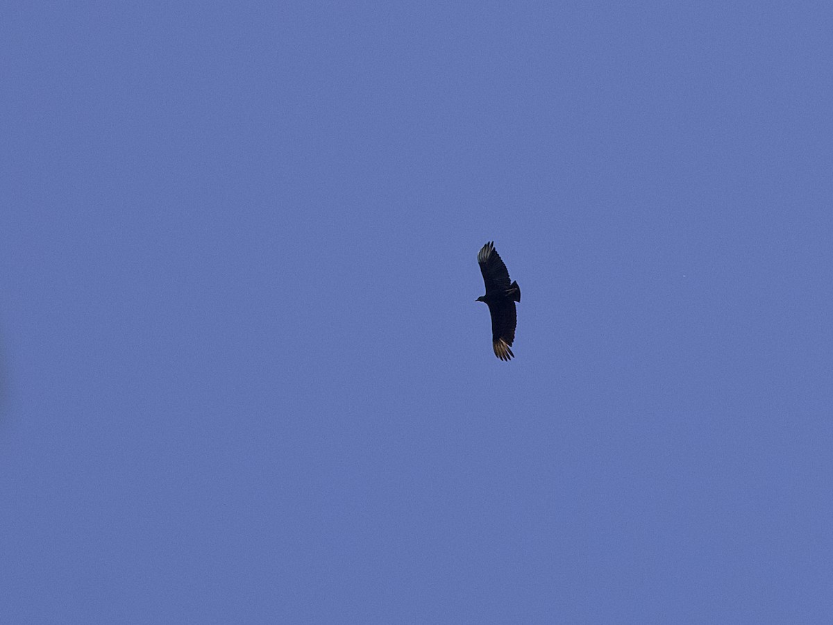 Black Vulture - ML642078462