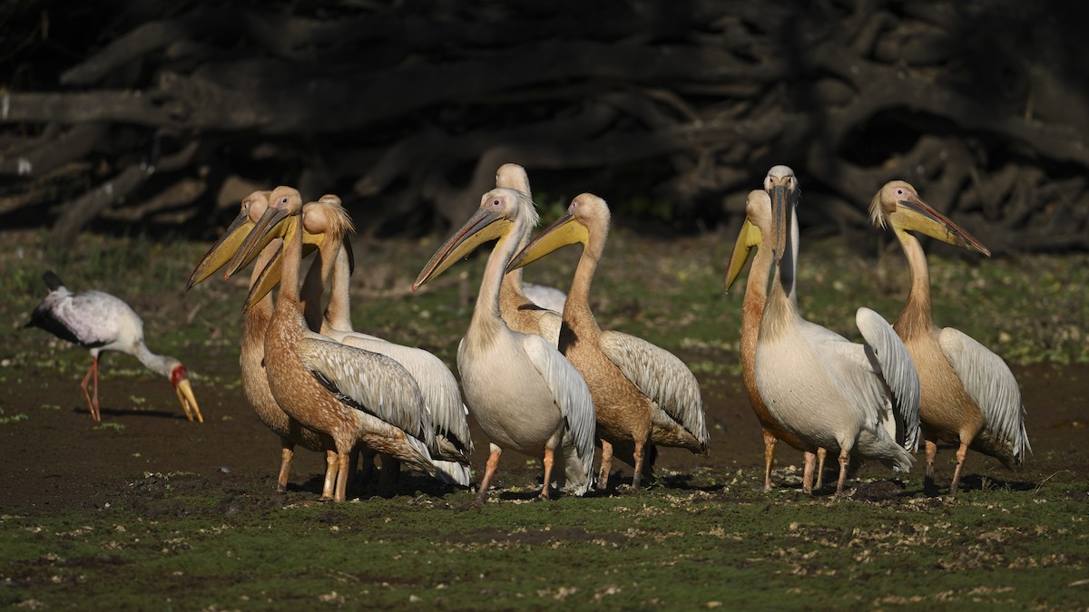 Great White Pelican - ML642078465