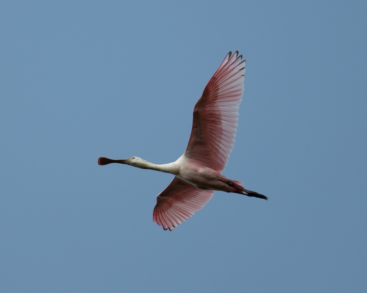 Roseate Spoonbill - ML642078470