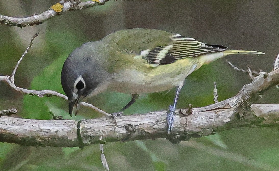 Blue-headed Vireo - ML642078471