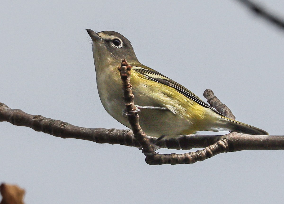 Blue-headed Vireo - ML642078472