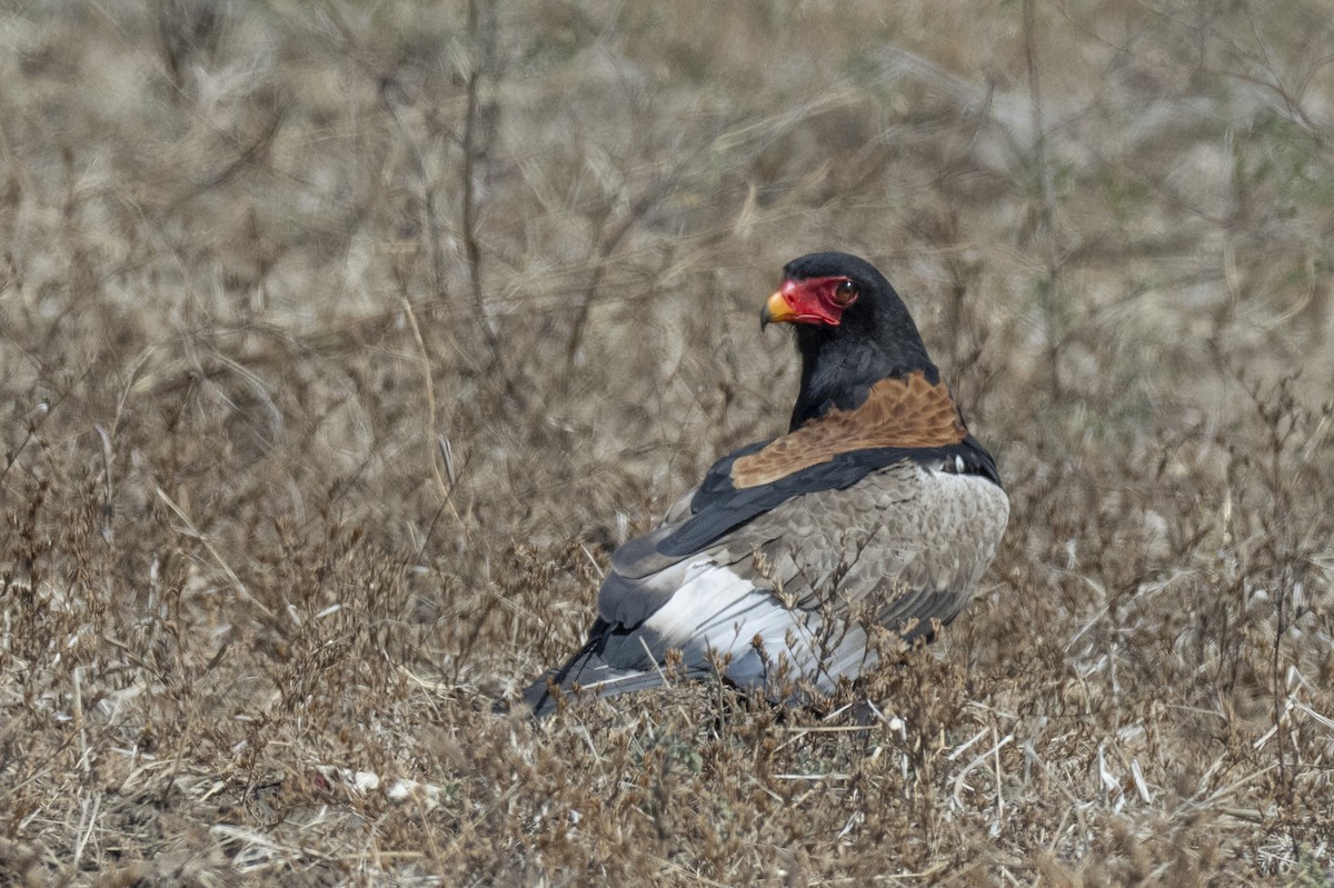 Bateleur - ML642078479