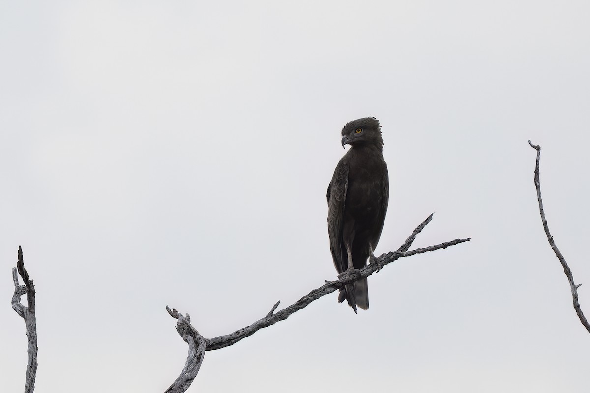 Brown Snake-Eagle - ML642078487