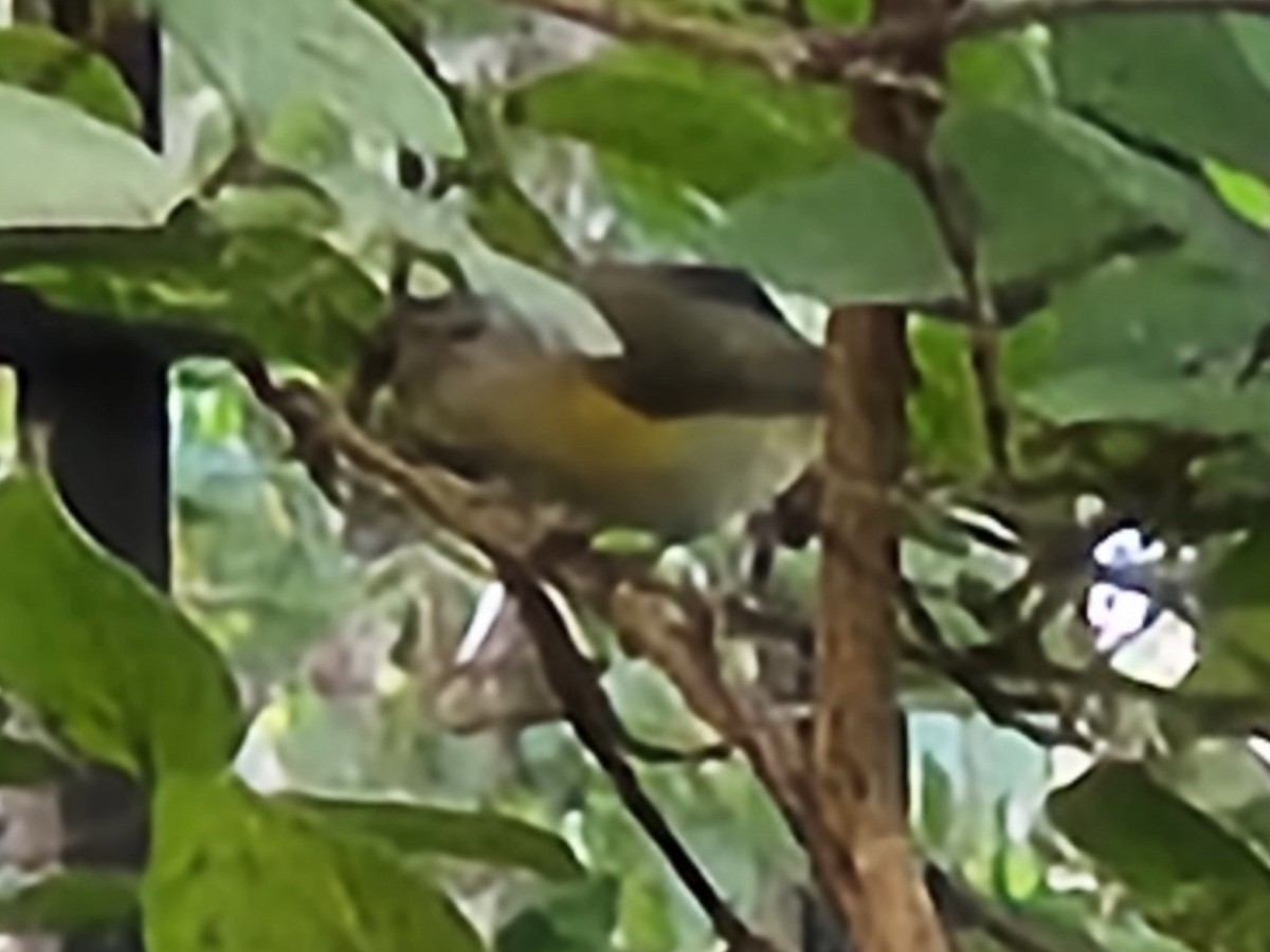 American Redstart - ML642078489