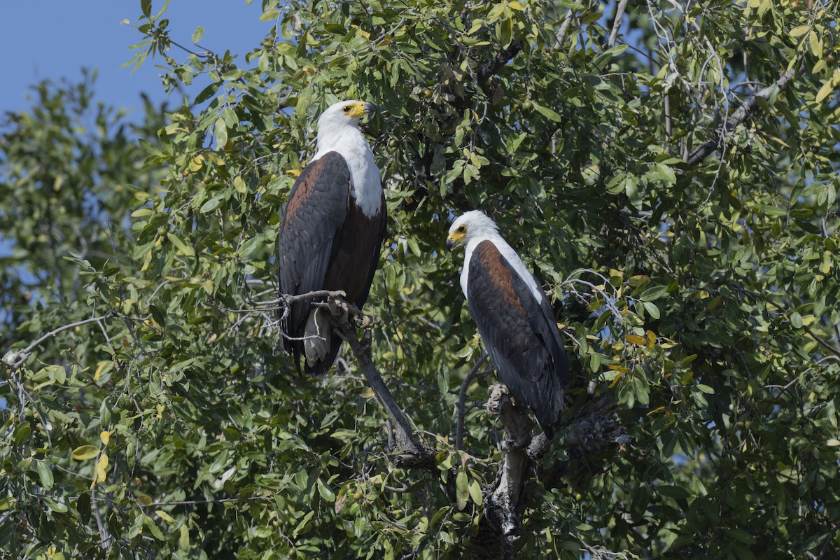 African Fish-Eagle - ML642078490