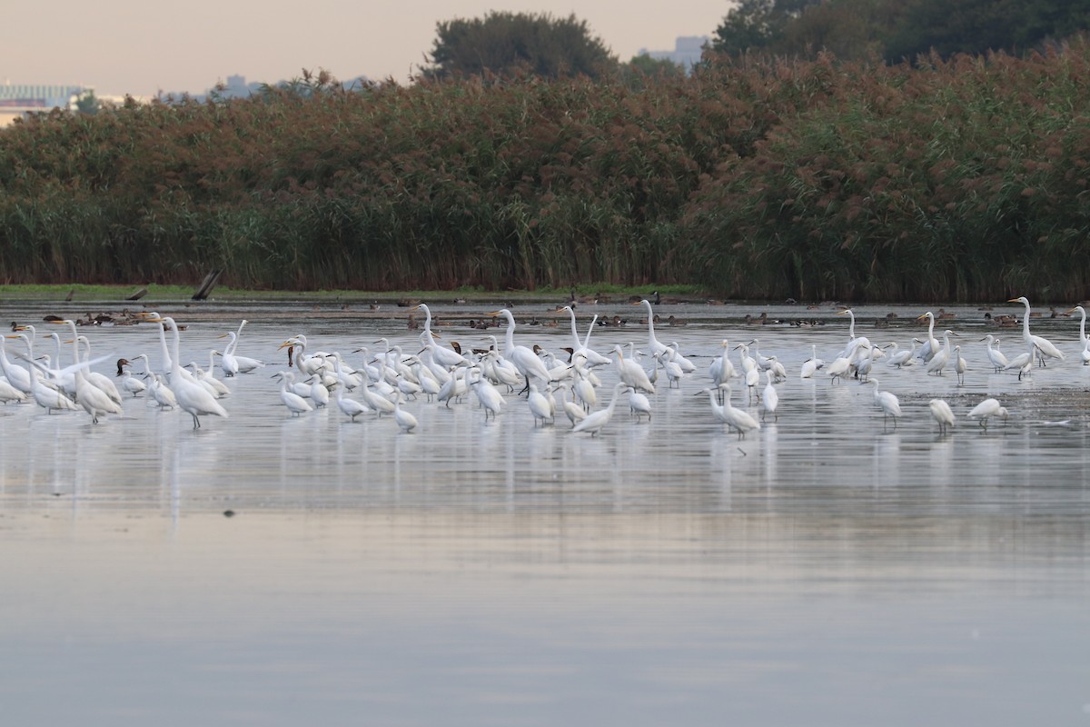 Great Egret - ML642078501