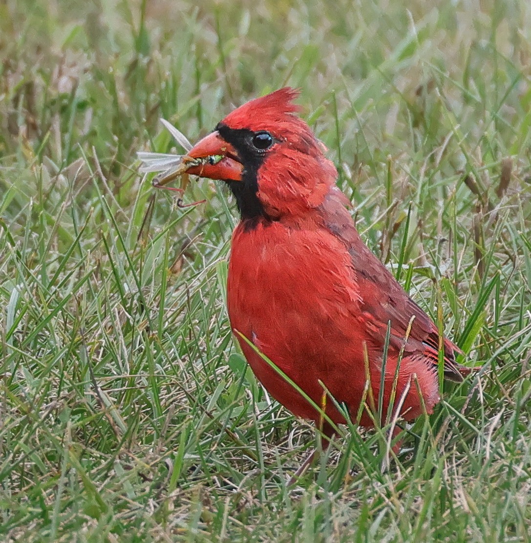 Northern Cardinal - ML642078503