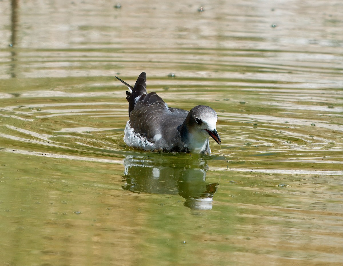 Sabine's Gull - ML642078504