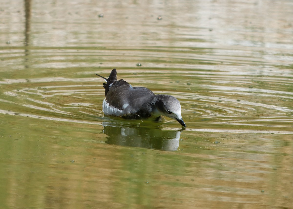 Sabine's Gull - ML642078505