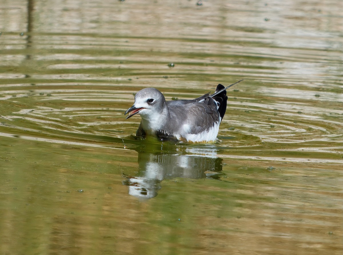 Sabine's Gull - ML642078506