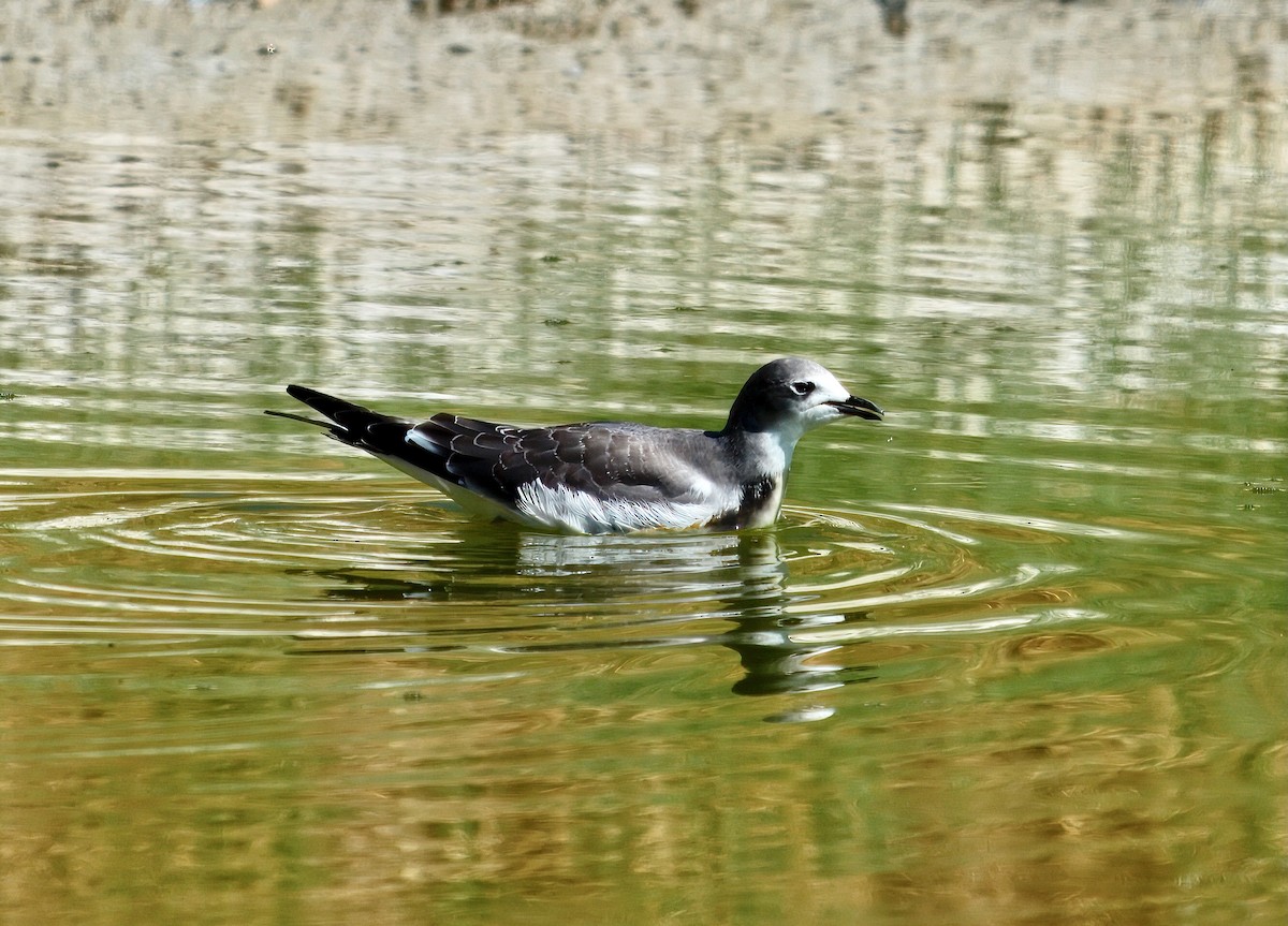 Sabine's Gull - ML642078508