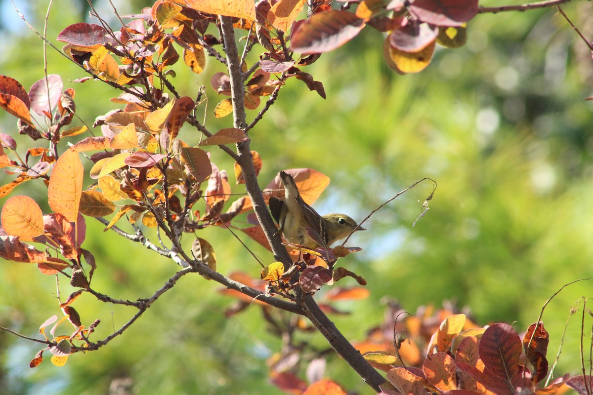 Blackpoll Warbler - ML642078519