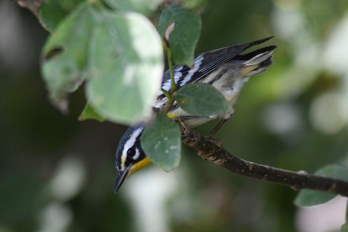 Yellow-throated Warbler - ML642078522