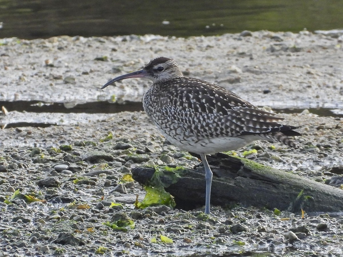 Whimbrel - ML642078528